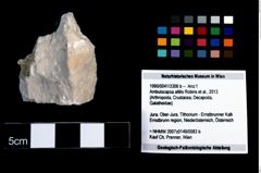 Foto (Objekt + Etikett) von Ambulocapsa altilis (Robins et al., 2013)  (NHMW-GEO-1990-0041-3306b)